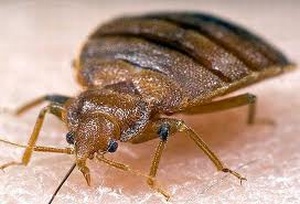 Products for Bed Bug Control and Elimination 