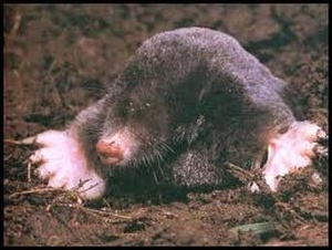 Mole Deterrents and Traps 