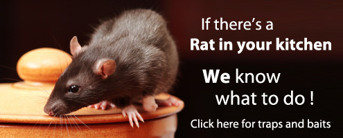 If theres a rat in your kitchen we know what to do! 