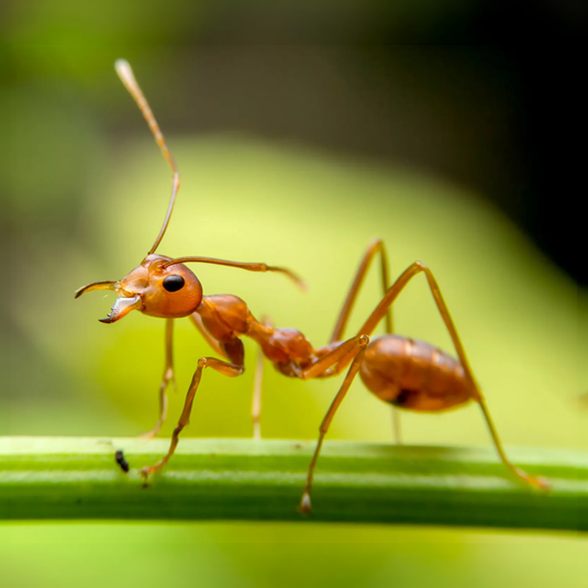 Ants