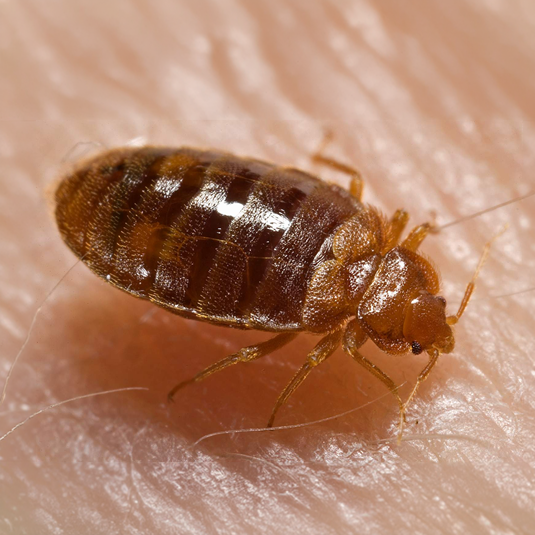 Bed Bugs