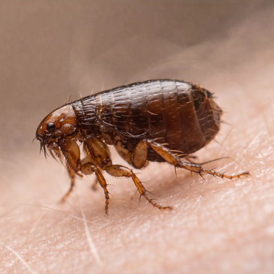 Fleas