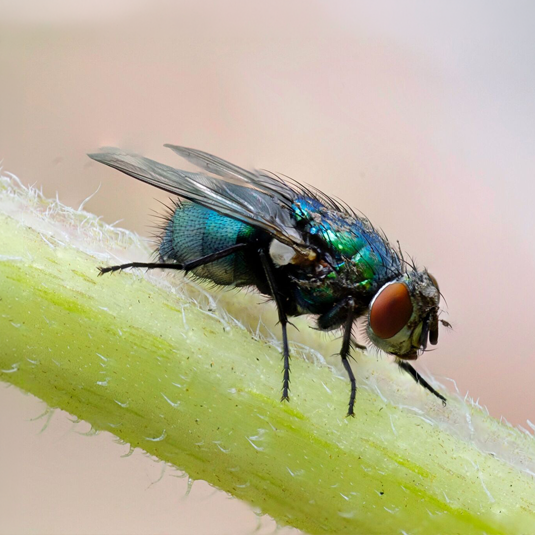 Flies