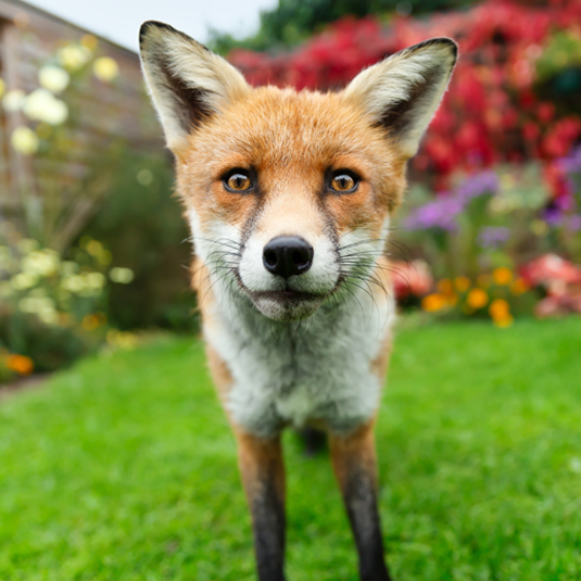 Fox and Wildlife