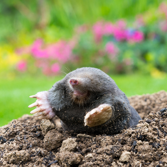 Moles