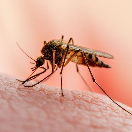 Mosquitos