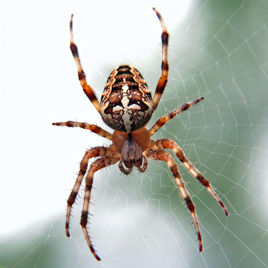 Spiders
