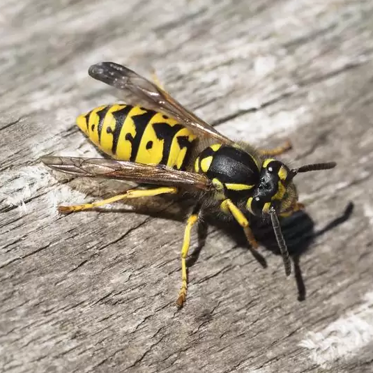 Wasps and Hornets