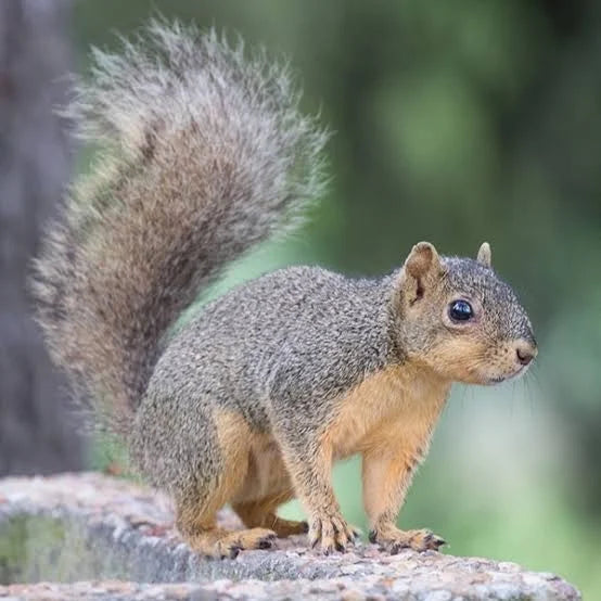 Squirrels