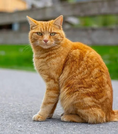 Cats