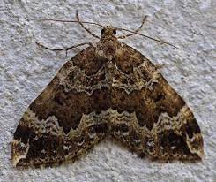 Moths