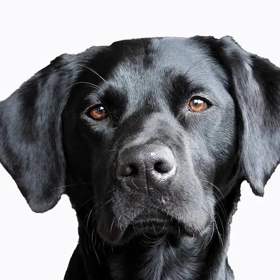 Dogs