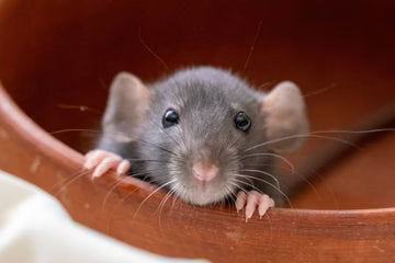 Rodents