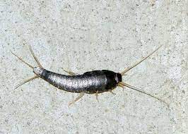 Silverfish