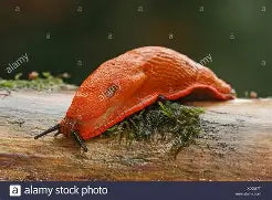 Slugs and Snails