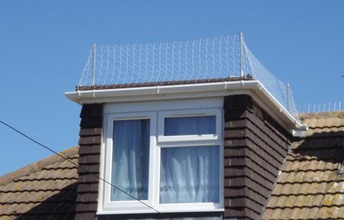 Seagull Netting - Translucent