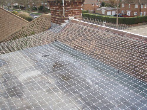 Seagull Netting - Translucent