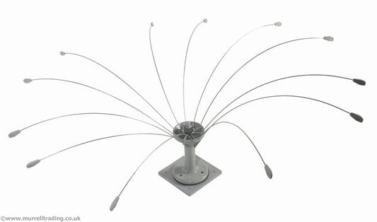 Bird Spider