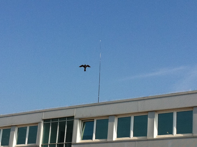 Hawk Kite