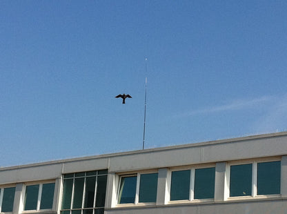 Hawk Kite