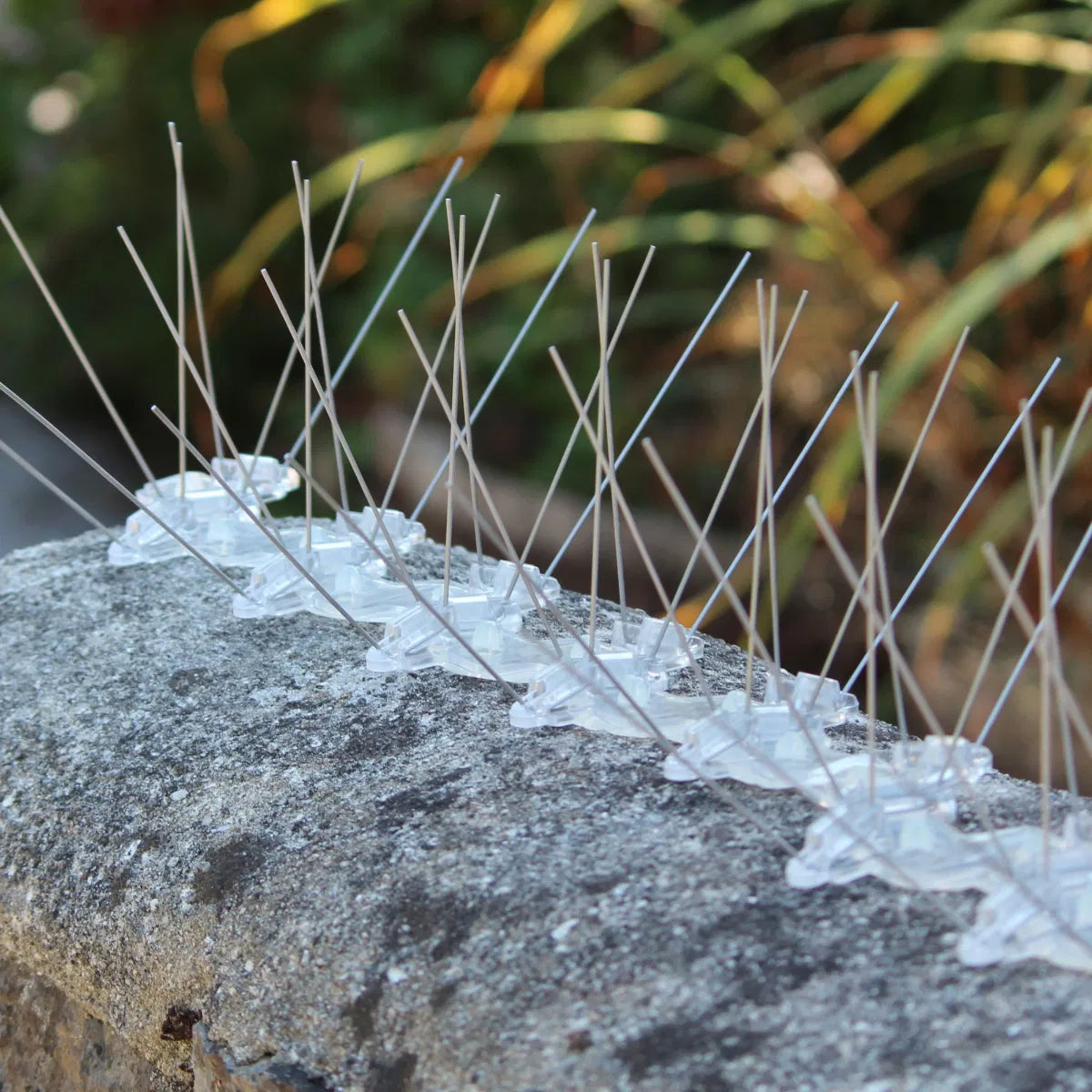 60m Wide Pigeon Spikes
