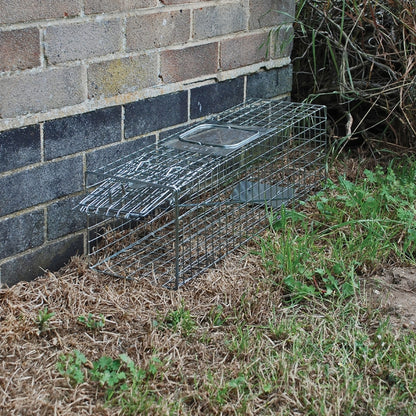 Fox & Wildlife Trap